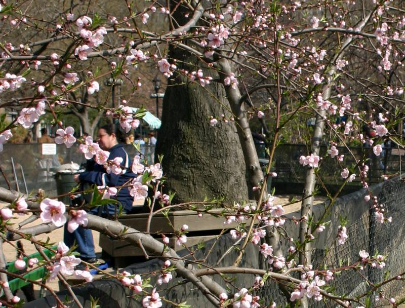 Plum Tree Blossoms WSP