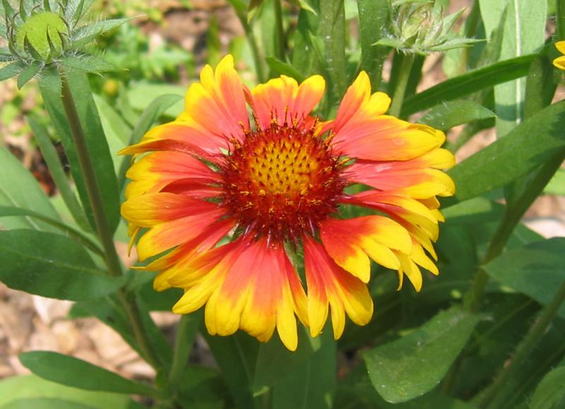 Gaillardia Aster - Blanket Flower