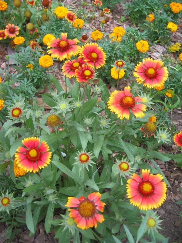 Sneezeweed