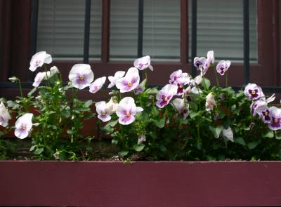 Violet Pansy Flower Box WSM