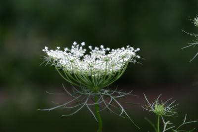 A Basket of Queen Ann's Lace WSP