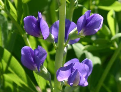 Baptisia or False Indigo