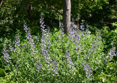 Baptisia or False Indigo