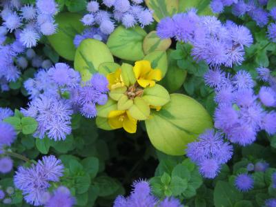 Lysimachia with Floss