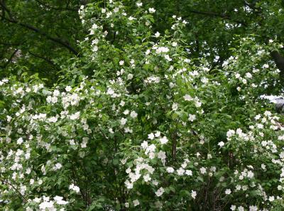 Mulberry  Blossoms