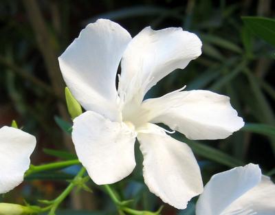  White Oleander