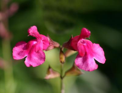 Penstemon