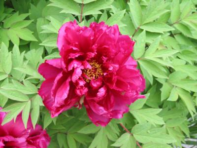 Red Peony LPCG