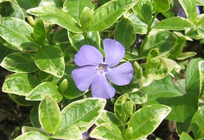 Periwinkle