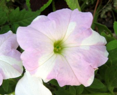 Petunia Pillow WSM