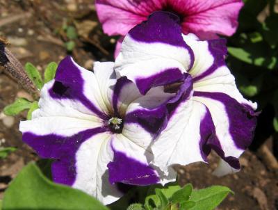Purple &  White Petunias