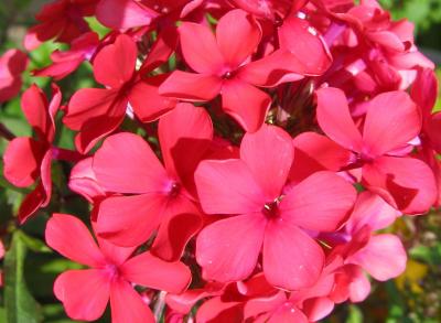 Phlox