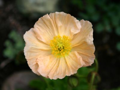 Poppy