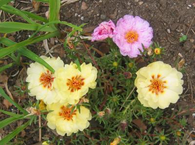 Portulaca or Rose Moss