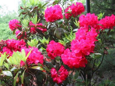 Rhododendron Bush Lost
