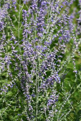 Russian Sage Perovskia