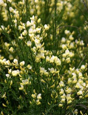 Scotch Broom or Cytisus scoparius  