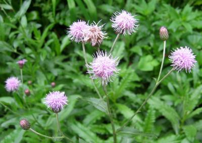 Sheep's Bit Jasione - NYU Silver Towers Garden