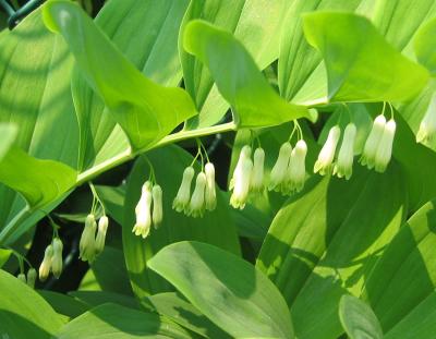 Solomon's Seal