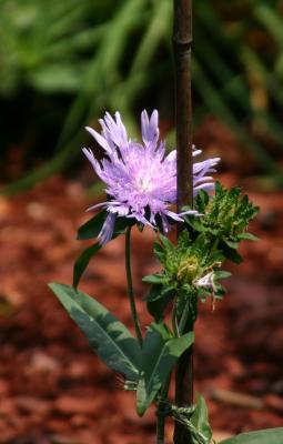 Stokesia 