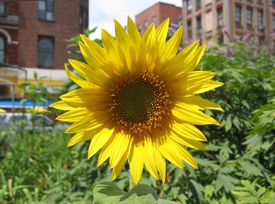 Helianthus or Sunflower