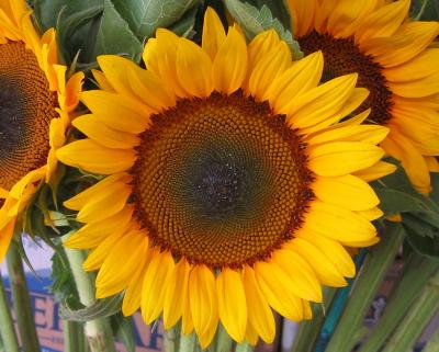 Helianthus or Sunflower 
