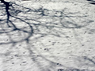 Tree Shadow & Snow on Grass
