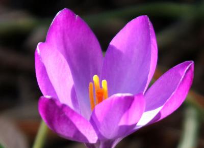 Crocus