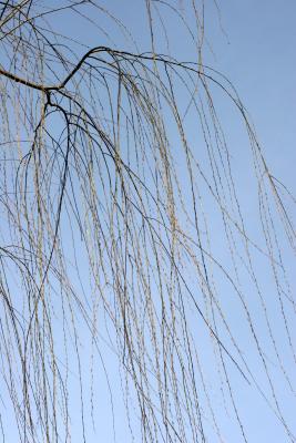 Willow Branches