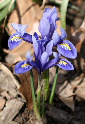  Iris cristata