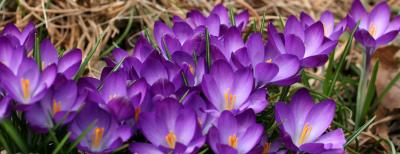 Crocuses