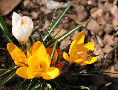 Crocuses