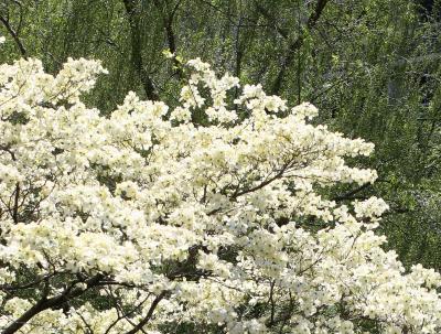 Dogwood & Willow Trees WSVG