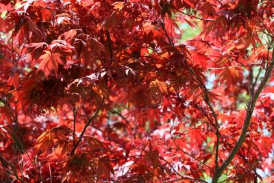 Red Leaf Maple