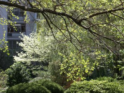 Mulberry Tree Branch, Dogwood, Pine & Willow Trees 