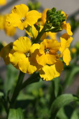 Wallflower erysimum