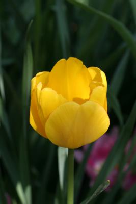 Tulip