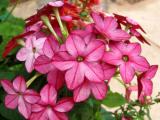 Nicotiana