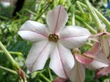 Nicotiana