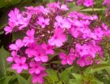 Phlox