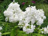 Phlox