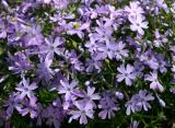 Phlox
