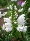 Physostegia