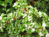 Pyracantha Blossoms