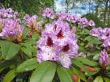 Rhododendrons