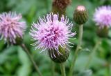 Sheeps Bit Jasione - NYU Silver Towers Garden