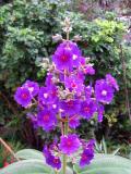 Tibouchina