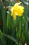 Daffodil