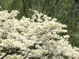 Dogwood & Willow Trees WSVG