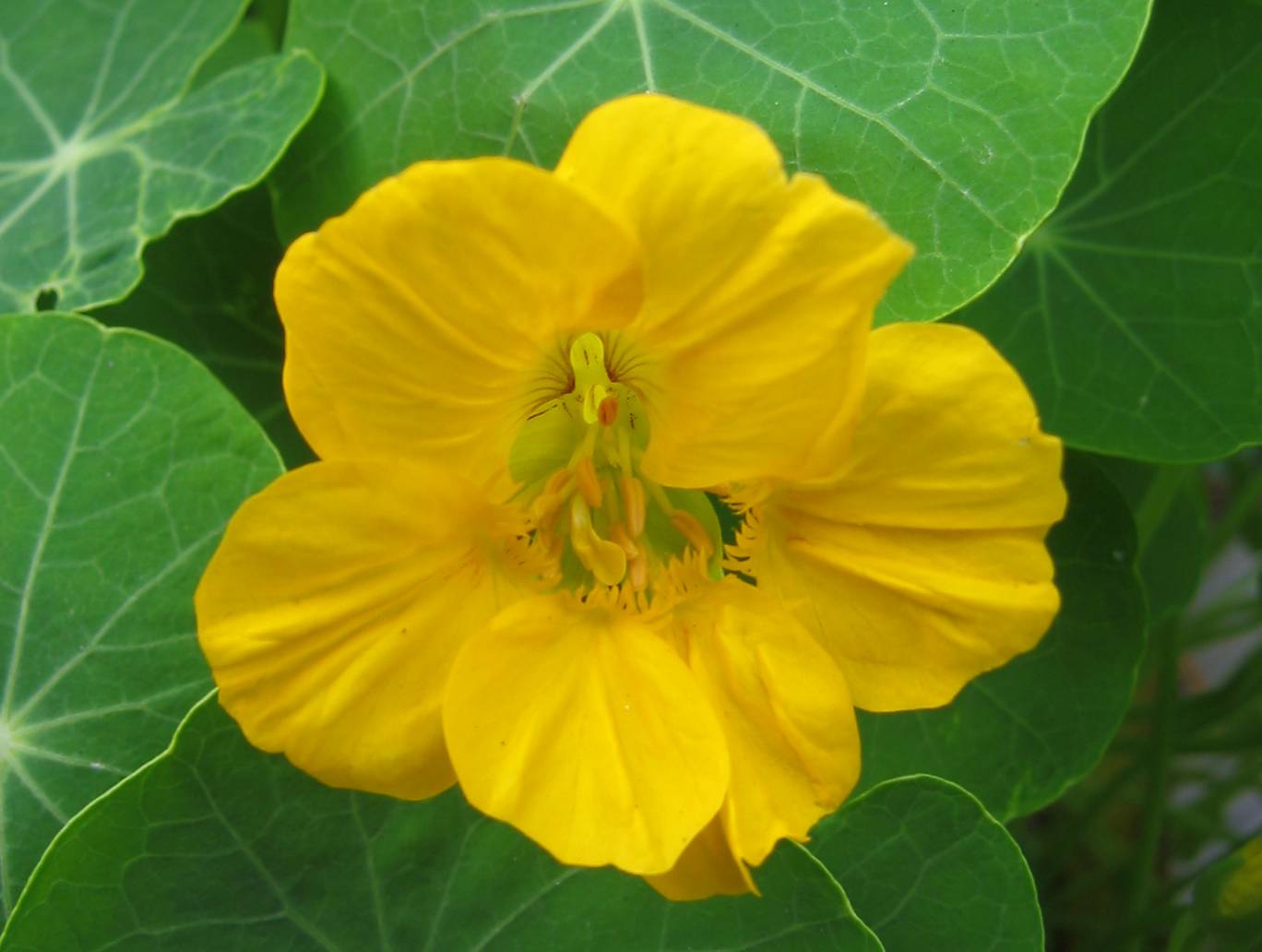 Nasturtium